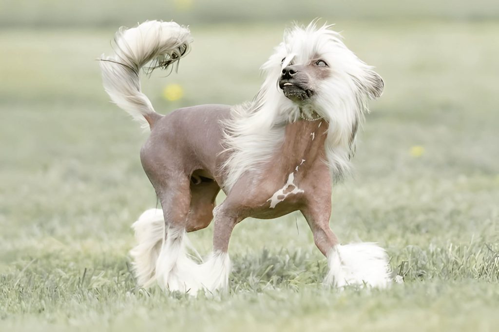 Physical Characteristics And Varieties Of Chinese Crested Dogs